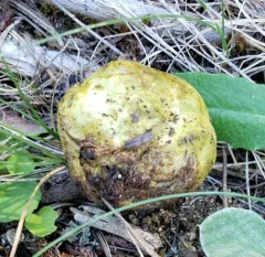 Rhizopogon occidentalis thumbnail 1