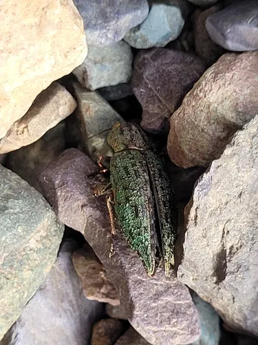 Dicerca tuberculata