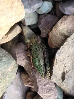 Dicerca tuberculata thumbnail 1