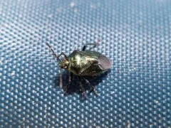 Blue Shield Bug thumbnail 3