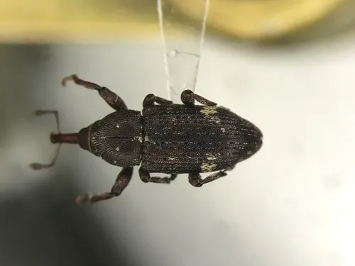 Pissodes affinis