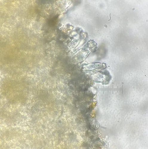 Inocybe nodulosa
