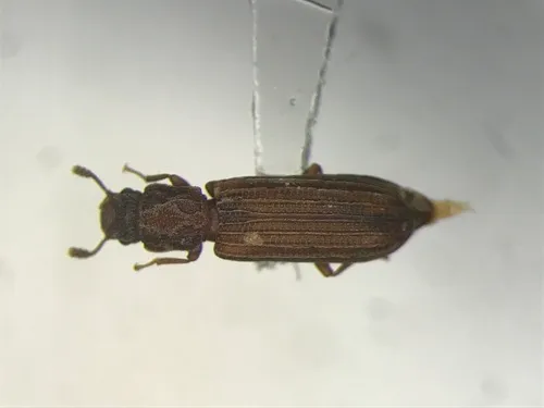Boreal Ironclad Beetle