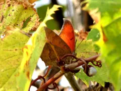 Goatweed Leafwing thumbnail 4