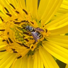 Louisiana Painted-Dark bee thumbnail 3
