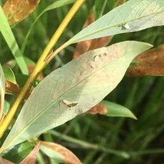 Willow Leaf Blotch Miner Moth thumbnail 4