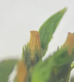 Dark-green Bristle Moss thumbnail 4