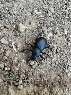 Coelocnemis rugulosa thumbnail 3
