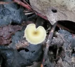 Gerronema subclavatum thumbnail 2