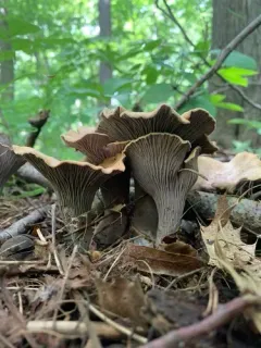 Gomphus ludovicianus thumbnail 2
