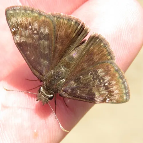 Wild Indigo Duskywing