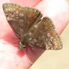 Wild Indigo Duskywing thumbnail 1