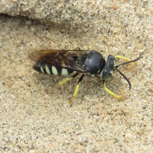 Four-banded Stink Bug Wasp