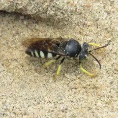 Four-banded Stink Bug Wasp thumbnail 1