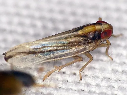 Kelisia axialis