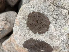 Brown Tile Lichen thumbnail 3