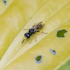 Ectemnius lapidarius thumbnail 3