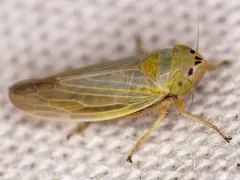Amplicephalus simplex thumbnail 2