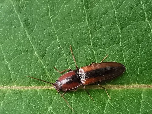 Red-fronted Click Beetle