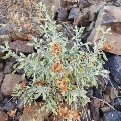 Dorr's Sage thumbnail 2