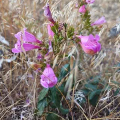 Richardson's Beardtongue thumbnail 4
