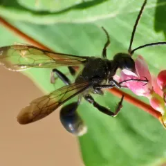 Elegant Grass-carrying Wasp thumbnail 4