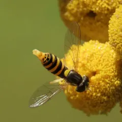 Forked Globetail thumbnail 2