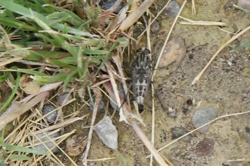 Apiocera haruspex