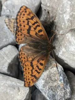 Alberta Fritillary thumbnail 3