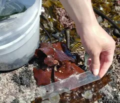 Constantinea subulifera thumbnail 4