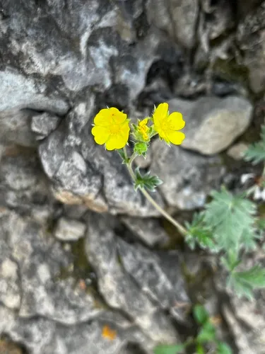 Hudson's cinquefoil