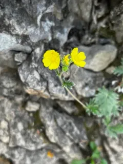 Hudson's cinquefoil thumbnail 1
