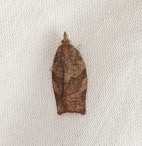 Barred Fruit-tree Tortrix