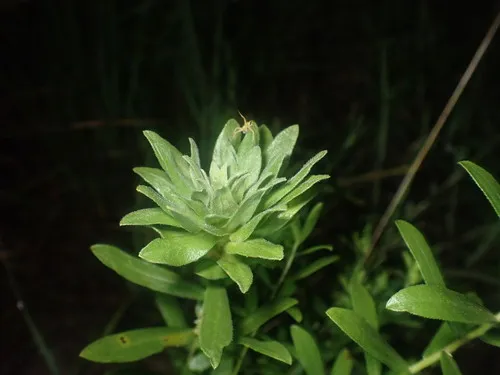 Asphondylia recondita