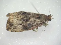 Olethreutes trepidulum thumbnail 2