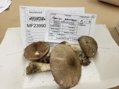 Agaricus kriegeri thumbnail 4