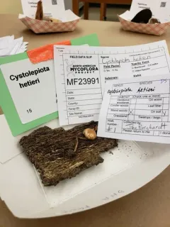 Cystolepiota hetieri thumbnail 2