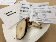 Agaricus andrewii thumbnail 3