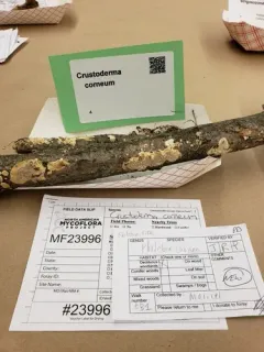 Crustoderma corneum thumbnail 2