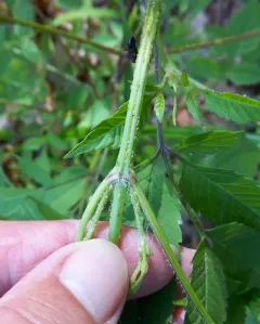 Tupelo-blackjack Aphid thumbnail 3