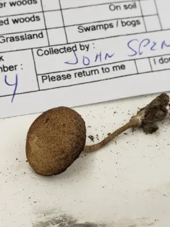 Cystoagaricus subamarus thumbnail 1