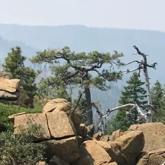 Jeffrey pine thumbnail 2