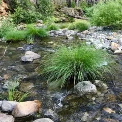 torrent sedge thumbnail 1
