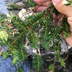 Pacific yew thumbnail 2