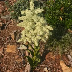 Siskiyou false-hellebore thumbnail 2