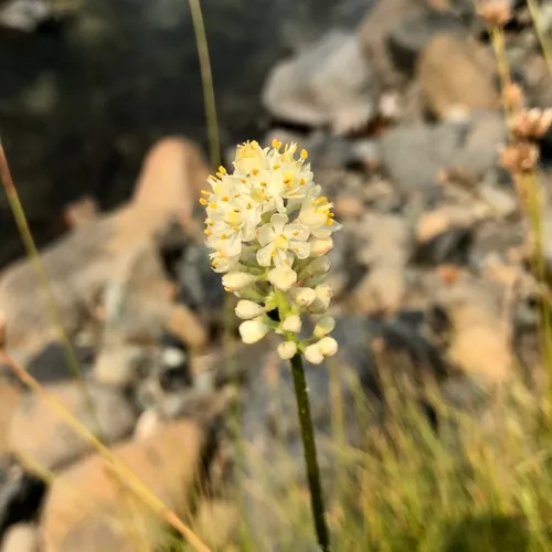 western false asphodel