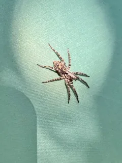 Gladicosa pulchra thumbnail 2