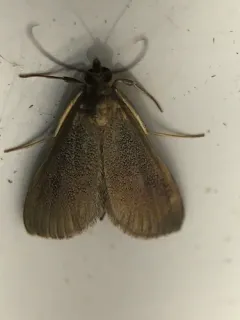 Pyrausta demantrialis thumbnail 1