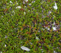 Rock Crowberry thumbnail 1