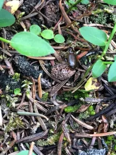 Nebria intermedia thumbnail 3